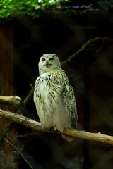 owl on a branch