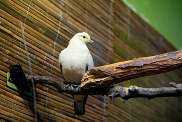 white dove on a branch