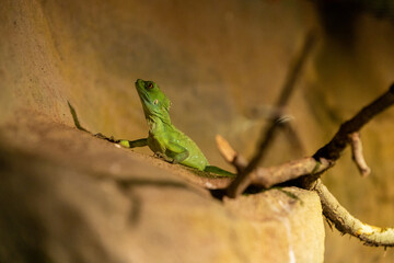 lizard on a branch