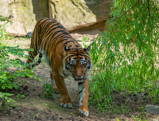 tiger in the zoo