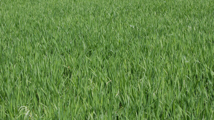 Closed up image, View of Tall green grass in a sunny day
