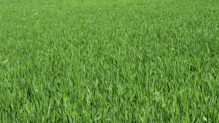 Closed up image, View of Tall green grass in a sunny day