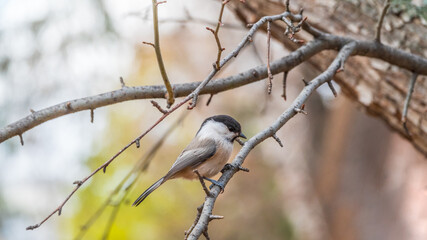 Cute bird The willow tit, song bird sitting on a branch without leaves in the autumn or winter. The willow tit, lat. Poecile montanus.