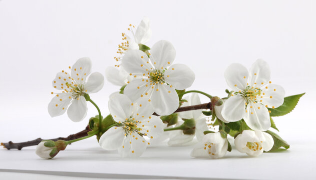 Blooming Branch Of Apple Tree With White Flowers In Vase On Light Horizontal Long Background.