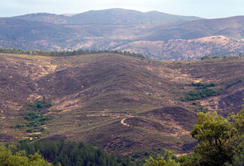 Trees in the mountains