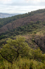 Trees in the mountains