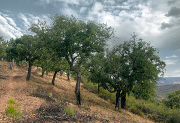 Trees in the mountains