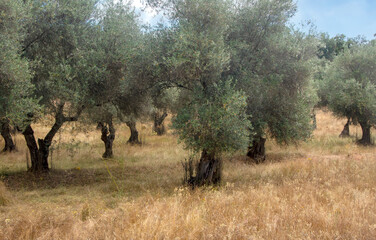 Olive trees in Huelva