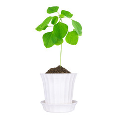 plant pot isolated on white background