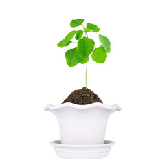 plant pot isolated on white background