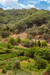 Trees in the mountains