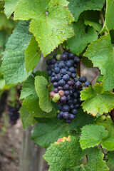 Alsace Pinot Noir Grapes