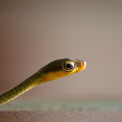 Side angle of little green Snake ready to attack.