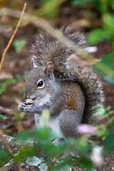 eastern gray squirrel eating seed