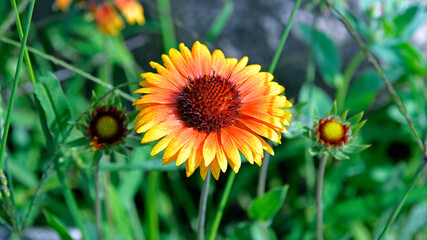 Ornamental plant with beautiful yellow and red inflorescences called Gailardia Oścista, grown in the park in the city of Ostrołęka in the Masovian Voivodeship in Poland.