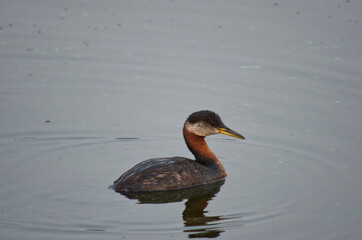 A Red Necked Grebe in the Water
