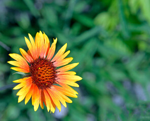 Ornamental plant with beautiful yellow and red inflorescences called Gailardia Oścista, grown in the park in the city of Ostrołęka in the Masovian Voivodeship in Poland.