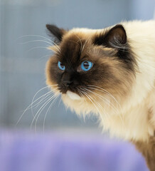 portrait of a cat