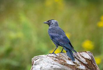 jackdaw