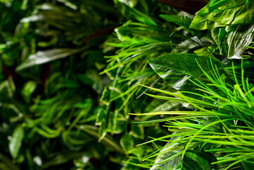 Green tropical leaves close up. Texture of jungle plants. Sharpness on the side leaf. - obrazy, fototapety, plakaty