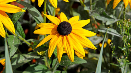An ornamental plant with beautiful yellow flowers and the name Rudbeckia hairy, grown in a park in the city of Ostrołęka in the Masovian Voivodeship in Poland.