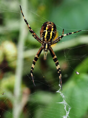 Wespenspinne, Argiope bruennichi Cornacchiaia