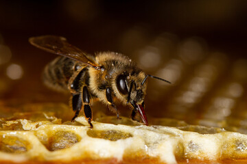 Honey bee in a hive on a frame with honeycomb and honey. Uncapped cells after honey extraction on...