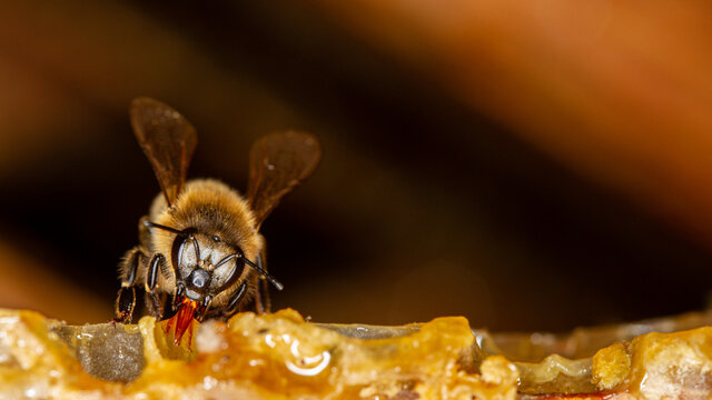 Honey bee in a hive on a frame with honeycomb and honey.