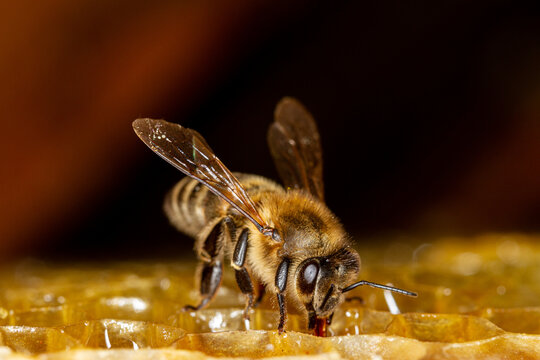 Honey bee in a hive on a frame with honeycomb and honey.