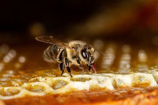 Honey bee in a hive on a frame with honeycomb and honey. Uncapped cells after honey extraction on the background.