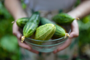 Farmer's hand holding fresh harvested cucumbers in a transparent bowl against the background of cucumber plants in a greenhouse.
