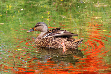 duck in the pond