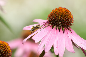 bee on flower