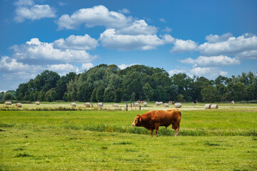 Looking towards a strong bull in on a lush pasture under a blue and white sky 