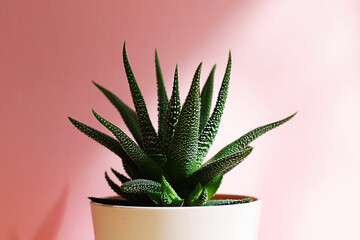 Succulent haworthia in a pot on pink background. Stylish and simple plants for modern desk © Elena