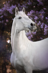 White horse in lilac