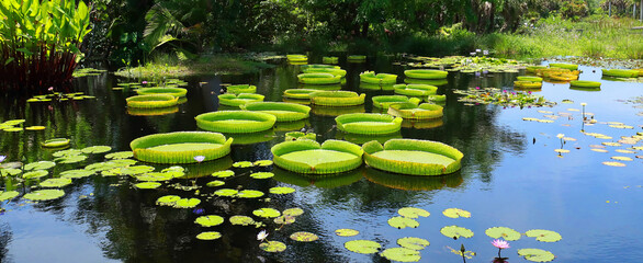 Giant Victoria amazonica water lilies growing and thriving in Naples, Florida, USA. - Powered by Adobe