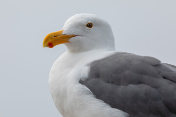 seagull on a rock