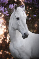 White horse in lilac