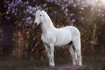 Fototapeta na wymiar White horse in lilac