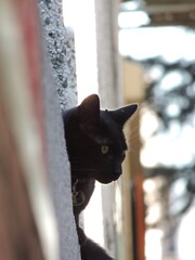 Miradas
