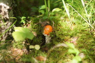 red mushroom in the forest