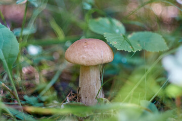mushroom in the forest