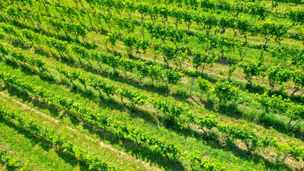 Weinreben aus der Luft aufgenommen, Schweiz (August 2021)