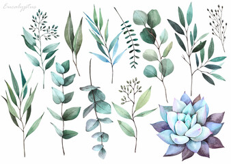 Eucalyptus greenery. Floral set on white background. Watercolor illustration.