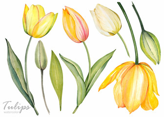 Yellow tulips on white background. Spring floral set. Watercolor botanical illustration.