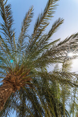 Obraz na płótnie Canvas tropical background bottom view on the branches of a big palm tree