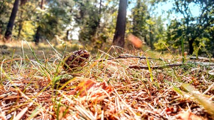 Close up Wald Boden