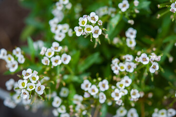 Close-up view of beautiful natural wildflowers. Nature background pattern