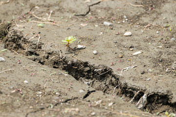 大きなひび割れと草の地面